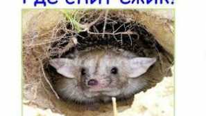 Kde je hedgehog může být zimní: zvířecí hibernace, zimní charakteristiky pro ježek